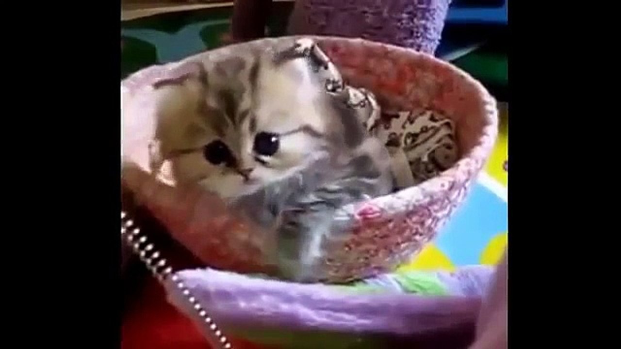 Funniest Animal fails compilation 2015// funny animals video // pranks // Funny Pet Fail 2015//