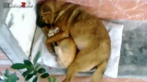 Funny Cats And Dogs Sleeping Together - A Cute Animals Videos Compilation 2015