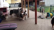 Yemek Sırasını Bekleyen Ekstra Akıllı Köpekler