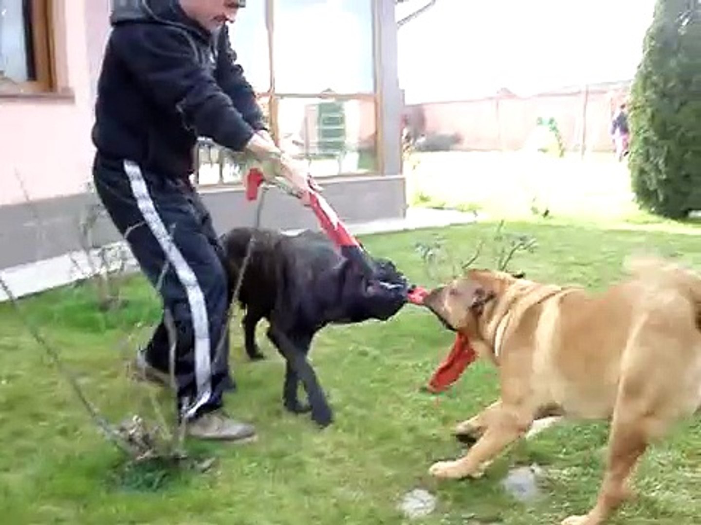 Dog Argentinian Vs Presa Canario Vs Cane Corso