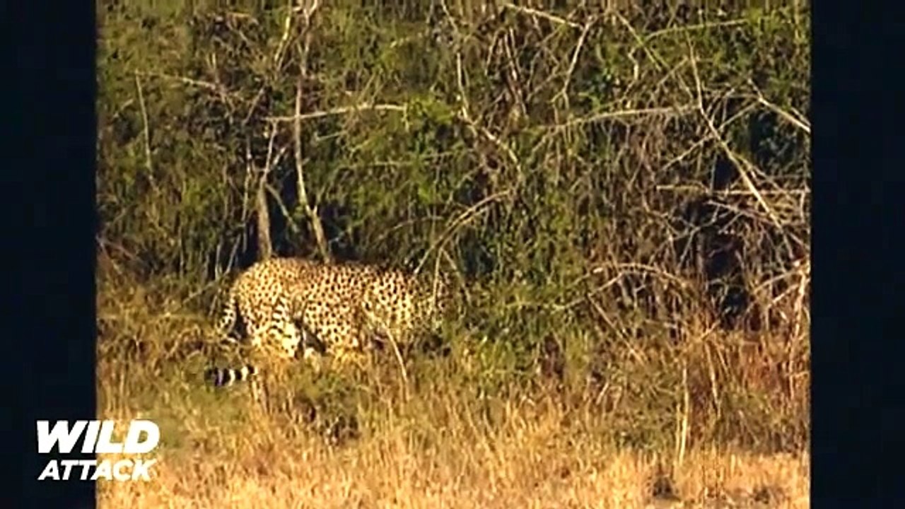 Lion vs Cheetah Will the lion reach National Geographic Wild & Discovery Channel HD™ (Offi