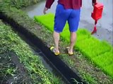 Planting Rice.wmv