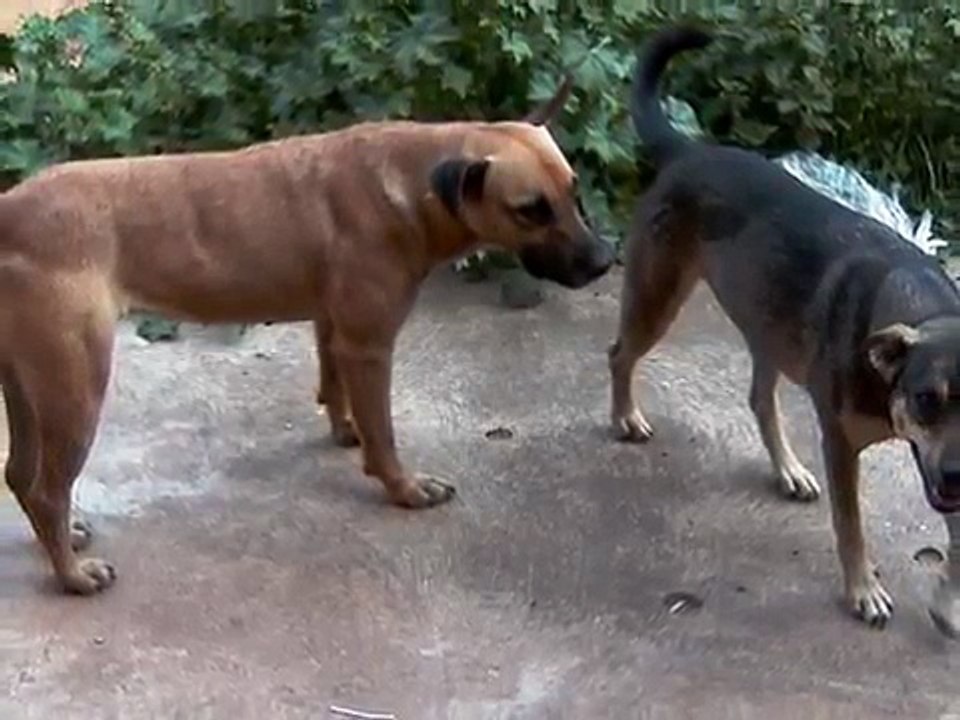 Minnie e Pekena
