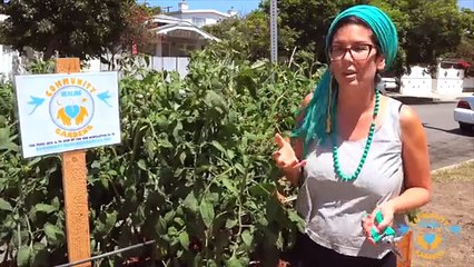 Community Healing Gardens - How to Prune Tomatoes
