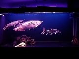 5ft comm tank Asian Arowana RTG, African Tigerfish, Datnoid