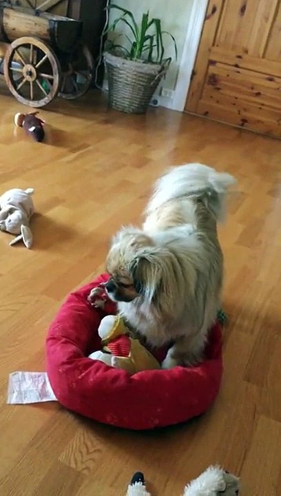 Funny dog