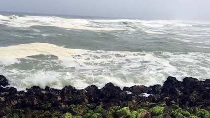 Into the Wild - a road trip to Salalah Oman