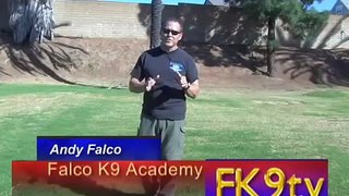 Live Gun Fire K9 Training - Falco K9 Academy
