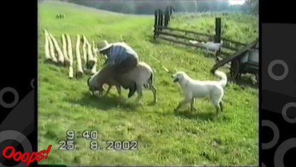 Funny Animals - Sheep Rider Falls Off
