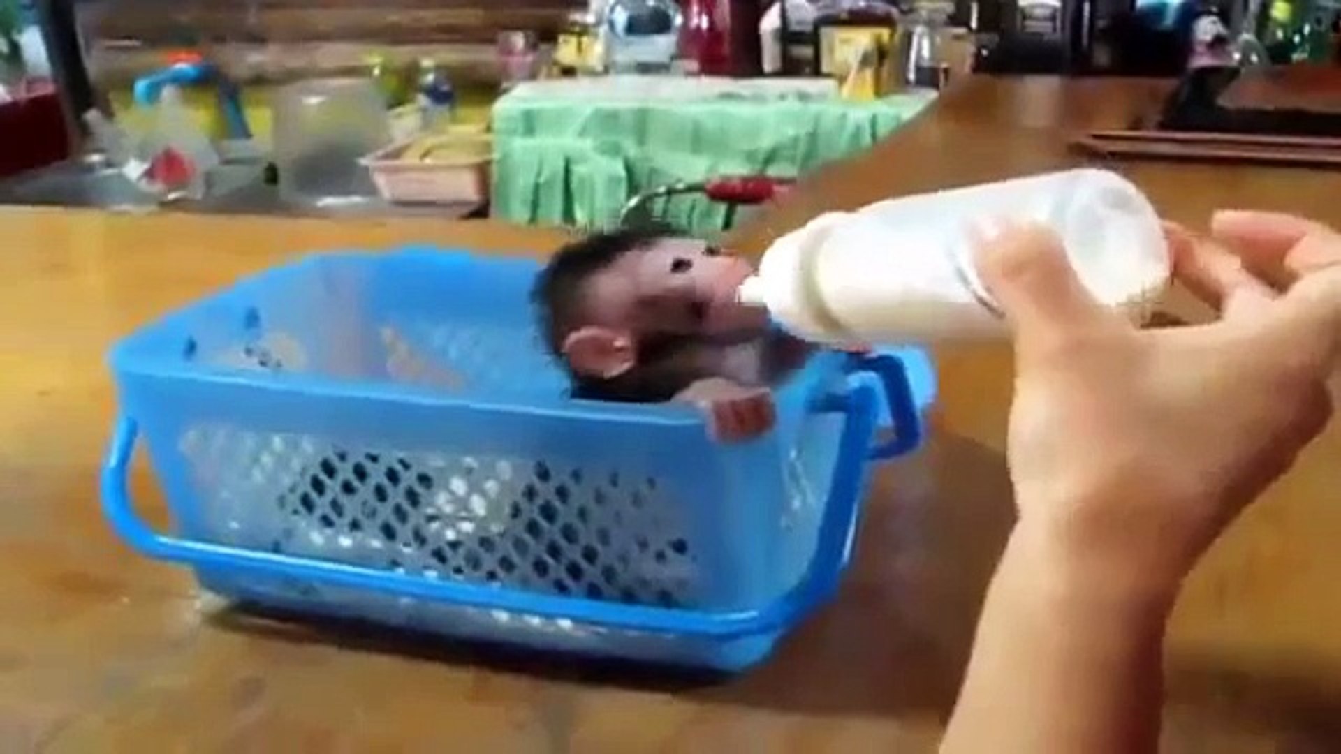 Funny Animals Cartoons Compilation Just For Kids Entertainment!!