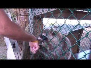 Man Puts Hand Near RACCOON Cage