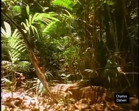 LA VIDA Y LA OBRA DE DARWIN. LAS BASES DE LA EVOLUCIÓN