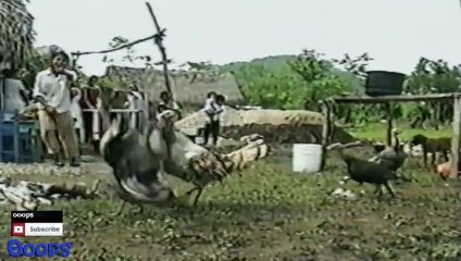 Funny Animals  Animal Fights Caught On Tape