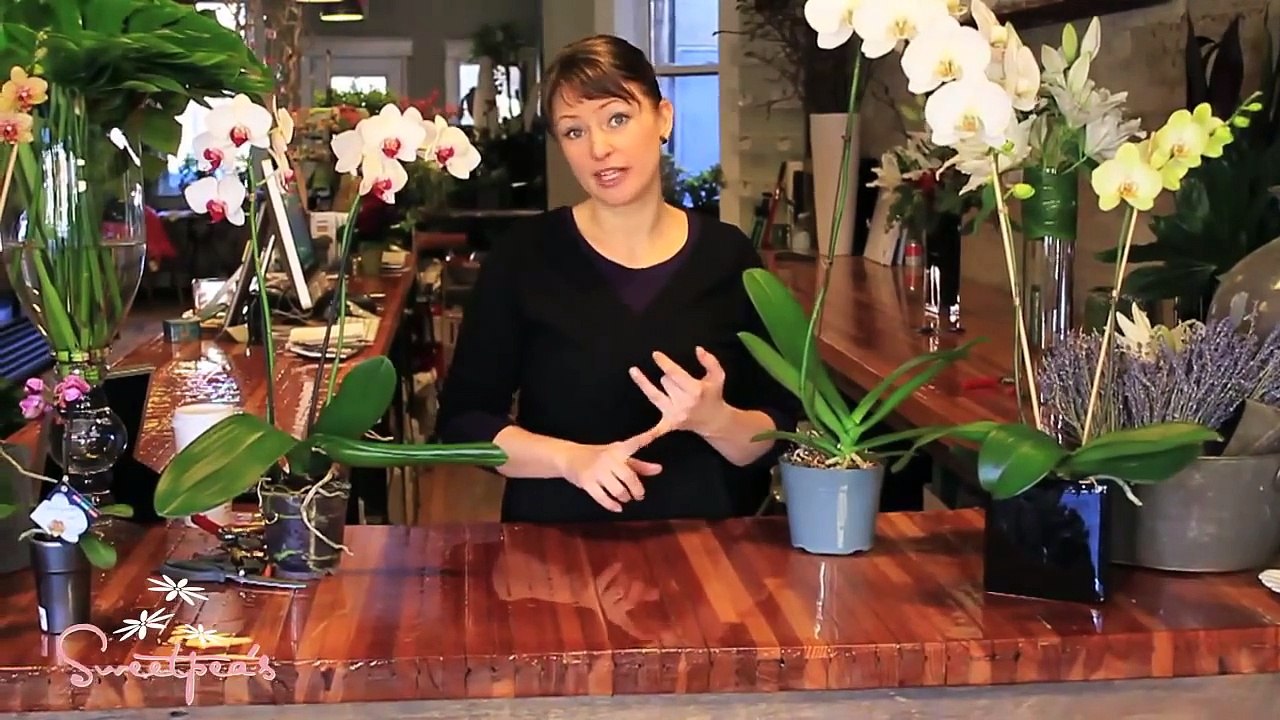 Sweetpea's :: Basic Care for Orchids