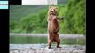 16 Animals With Amazing Dance Moves