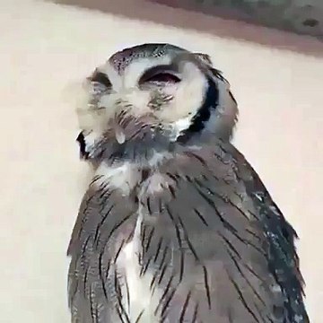 * Motivation Nation * Make today something to sing about. Show off your special talents! Hilarious Animals