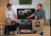 Puppy Training Video - Crate Training a Puppy (Episode 6)