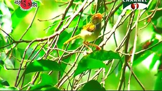 Nature and Life  Episode 122 (Tailorbird and Sunbird)