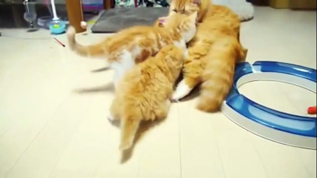 Very Cute Kitten Cute Kittens Doing Funny Things | Funny kittens