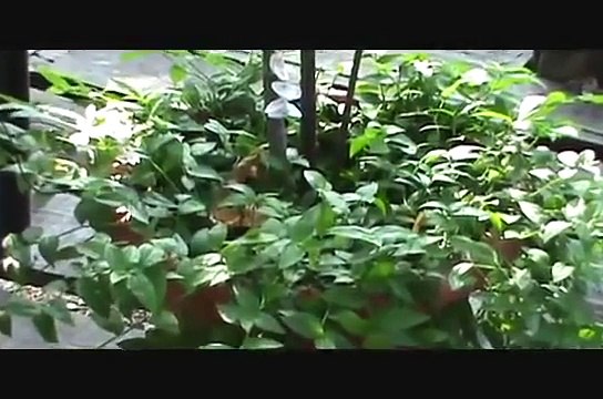 Singing Plants at Damanhur | Des plantes qui jouent de la musique