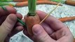 how to regrow carrots
