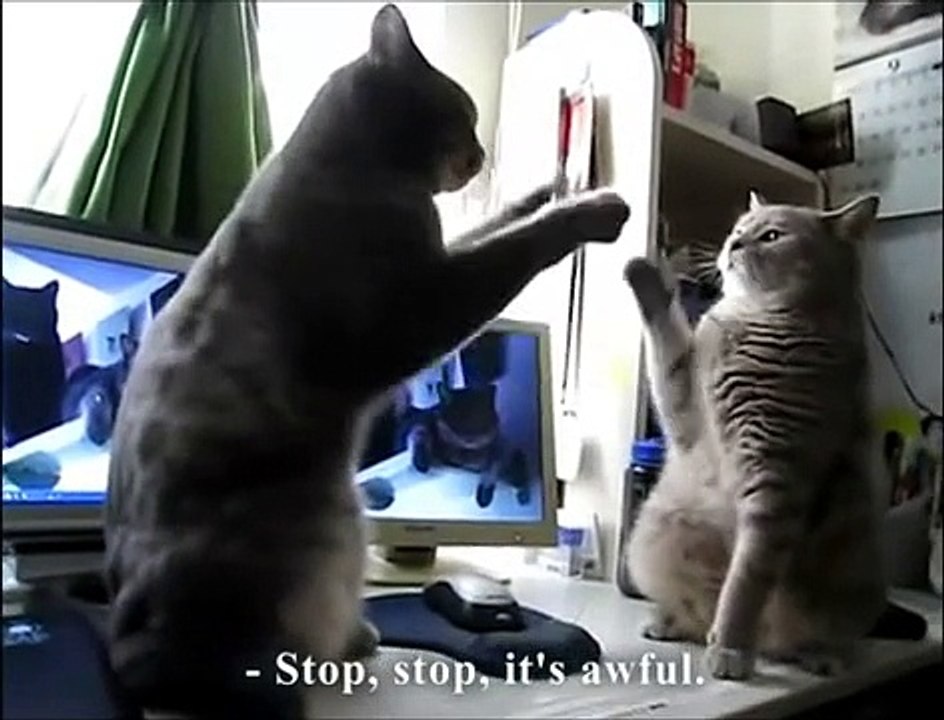 gatos bailarines jugando entre ellos