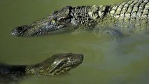 Giant Anaconda Attacks and Swallows Crocodile (Rare and Shocking)