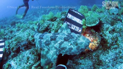 TOP 10 Shark Encounters HD - Episode #1 | Shark Week 2015