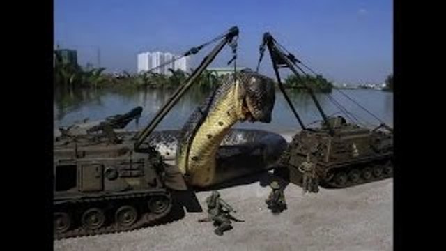 Capturada la serpiente mas grande del mundo - A Giant Snake- Anaconda - RADIO MIX HN