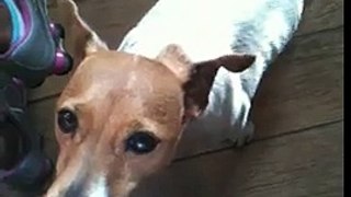 jack  russell terrier wants to swim