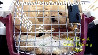 Bulldog Puppy Training at the Torrance Puppy Kindergarten