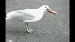 Seagull likes hotdogs...   so much he eats them twice
