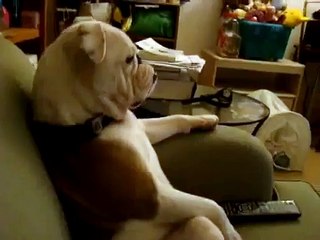 Bu köpek bildiğin tv seyrediyor