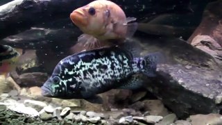 How to make your own fish tank Parachromis managuensis fight !