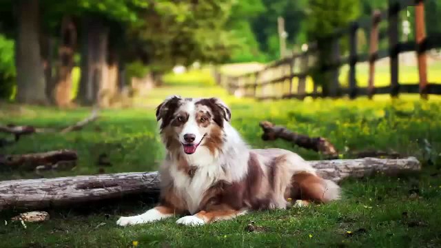 big dogs, broadway, cat, cat breeds, cat games, cat videos,cat videos
