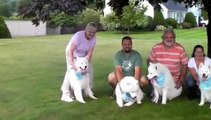Dazzzle's Samoyed Puppies 1st Birthday Party