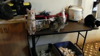 9-30-11 Emergency Eviction for ELDERLY HOARDER with 50 cats LOS ANGELES Part 1