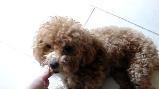 Monkie - Toy poodle does tricks