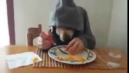 İnsan eliyle yemek yiyen ilginç köpek