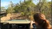June 11 WildEarth Safari AM drive: Styx Lion cubs with Jamie