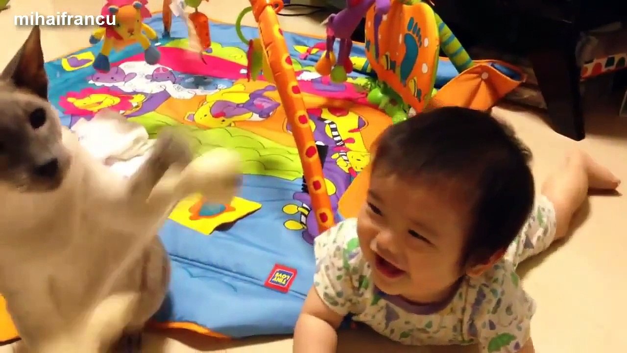 Funny Cats And Dogs Playing With Babies Compilation 2015 NEW