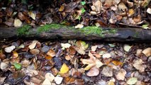 Herping For Northwestern Salamanders Ft. BL reptiles