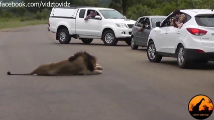 Lions attack on tourists car near Phabeni Gate Park!