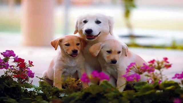 cats, cats and dogs, dogs, feral cat, funny cat videos, funny dog pictures, funny dog videos,