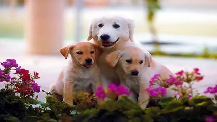cats, cats and dogs, dogs, feral cat, funny cat videos, funny dog pictures, funny dog videos,