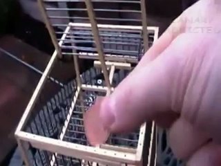 Best Aviary Bird Trap Cage