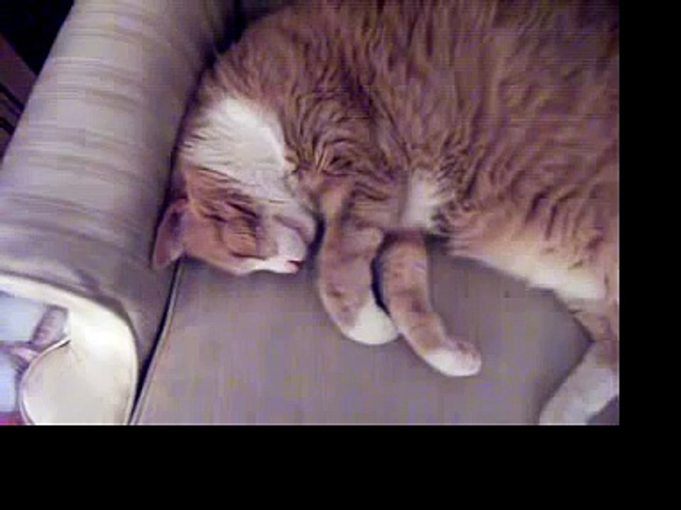Snoring Cat