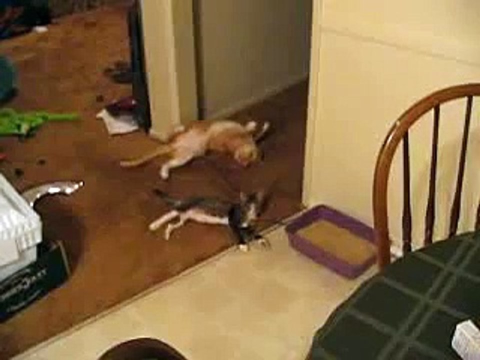 Copy Cat