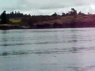 Orcas at San Juan Island, WA