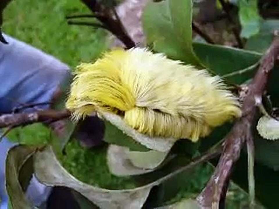 Puss caterpillar - Gusano peludo (Cashpairo)